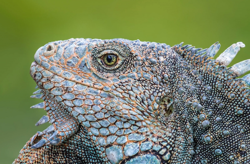 Green-Iguana-Loren-_E7A1235-Edit-Edit-1200