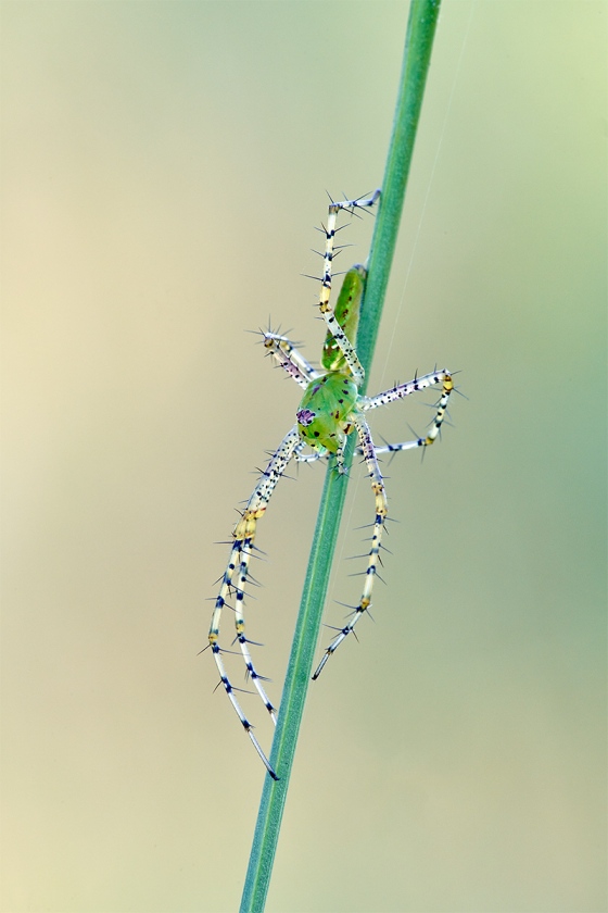 Green-Lynx-Spider-_7R45092-Indian-Lake-Estates-FL-1