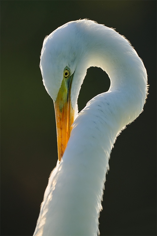 Greet-Egret-preening-backlit-_A925928-Gatorland-FL-1