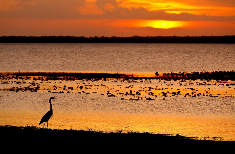 Gret-Blue-Heron-sunset-HORZ-_P3A0937--Indian-Lake-Estates,-FL