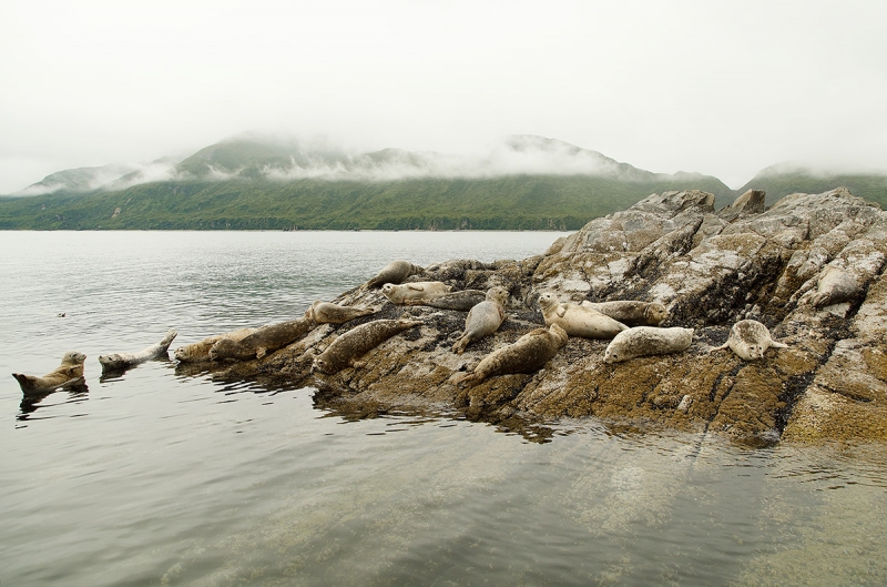 Harbor-Seals-hauled-out-_W5A5502-Kukak-Bay,-Katmai-National-Park,-AK