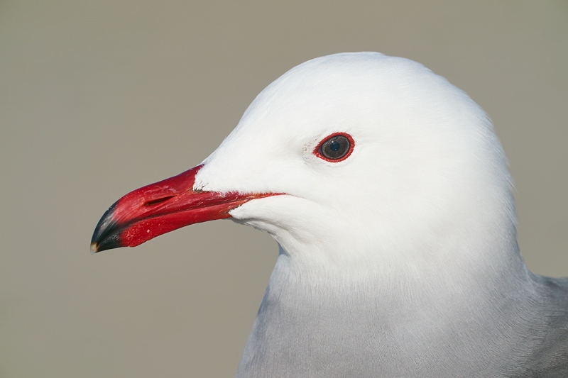 Heerman's-Gull-head-protrait-_DSC8572--San-Diego,-CA-1