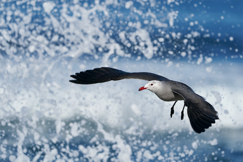 Heermans-Gull-jumping-up-in-front-of-breqaking-wave_A929008-La-Jolla-CA-1