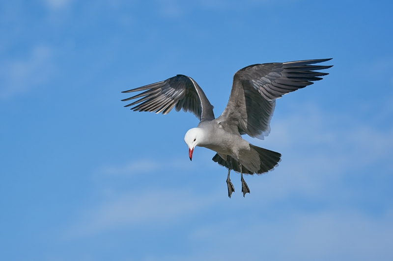 Heerman's-Gull-kiting-_DSC8838--San-Diego,-CA-1