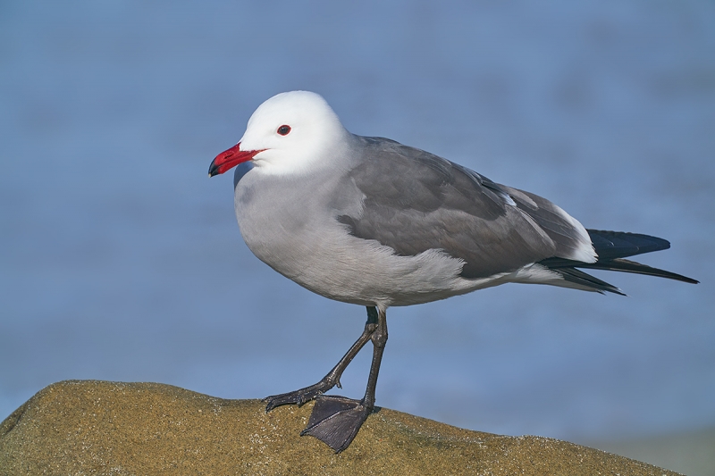 Heerman's-Gull-on-rock-_DSC8547--San-Diego,-CA-1