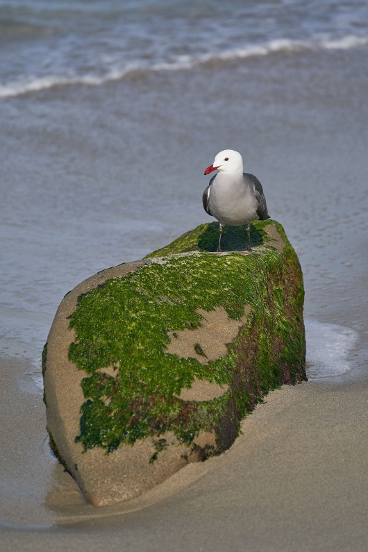 Heerman's-Gull-on-seaweed-covered-rock