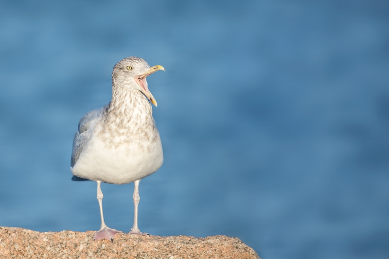 Herring-Gull-LIGHTER-winter-adult-yawning-_P3A0782--Shinnecock-Inlet,-Long-Island,-NY