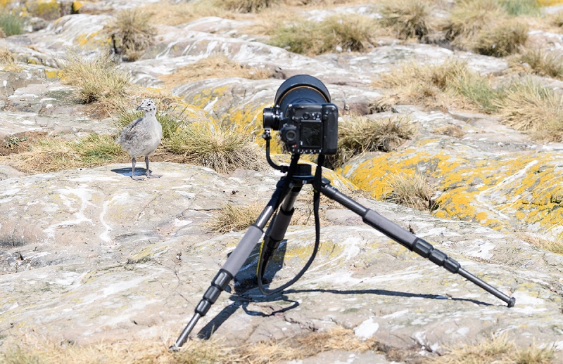 Herring-Gull-chick-and-Nikon-long-lens-_DSC3024islands-off-Seahouses,-UK