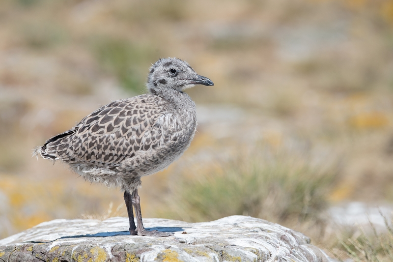 Herring-Gull-large-chick-A-_MAI1007islands-off-Seahouses,-UK