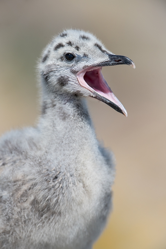 Herring-Gull-large-chick-begging-_MAI1061islands-off-Seahouses,-UK