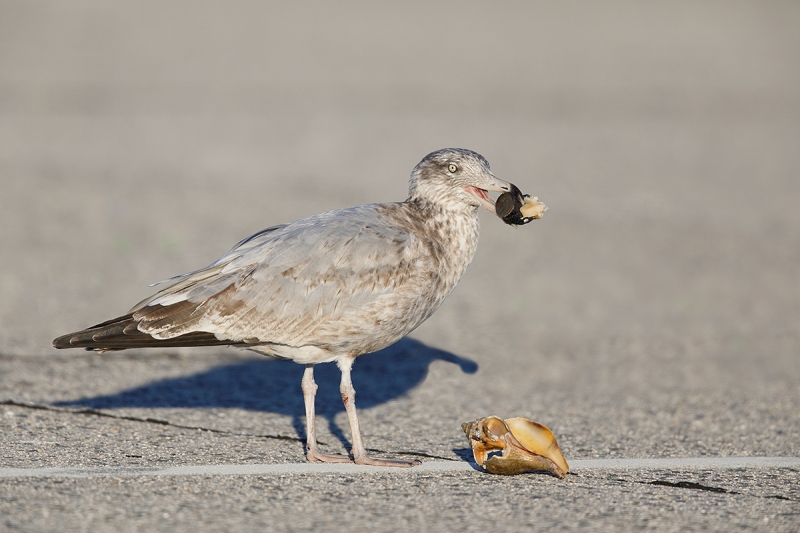 Herring-Gull-w-whelk-after-LAYERS-_W5A0344--Long-Island,-NY