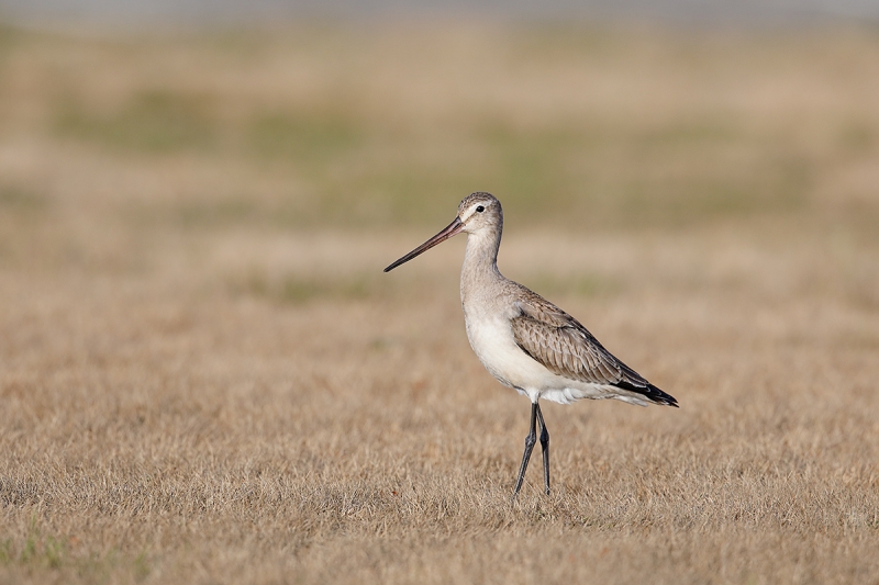 Hudsonian-Godwit-worm-juvenile-_W5A0091-Heckscher-State-Park,-Long-Island,-NY