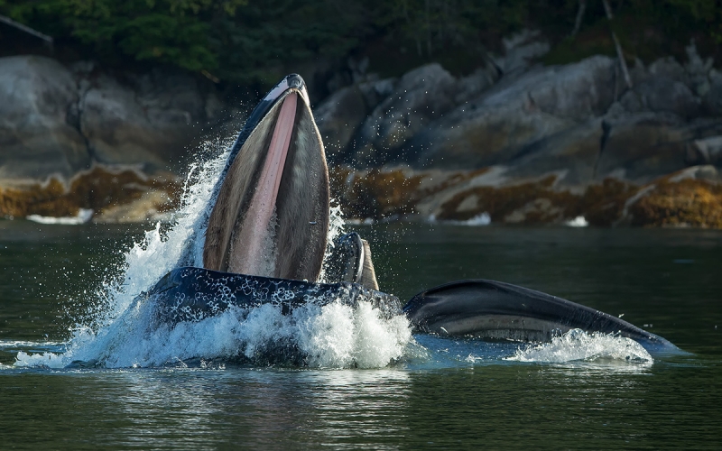 Humpback-whale-feeding-for-fish_E7T6211-Gribbell-Island,-British-Columbia,-Canada