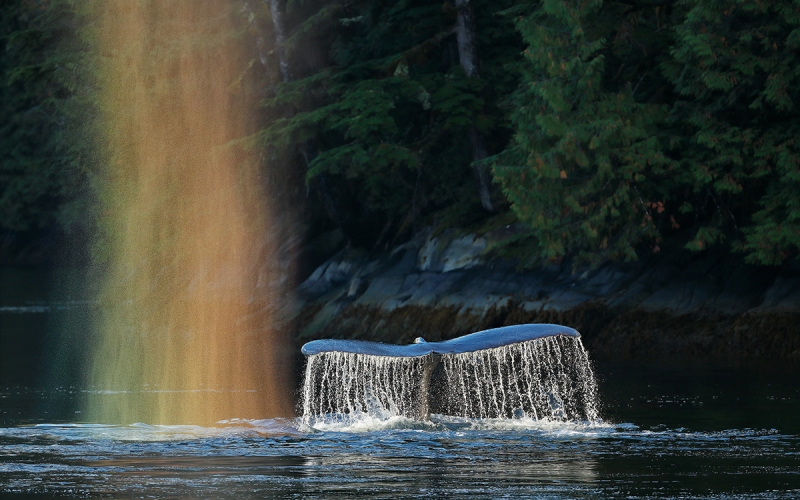 Humpback-whale-fluke-with-rainbow-spray_A3I1854-Gribbell-Island,-British-Columbia,-Canada,