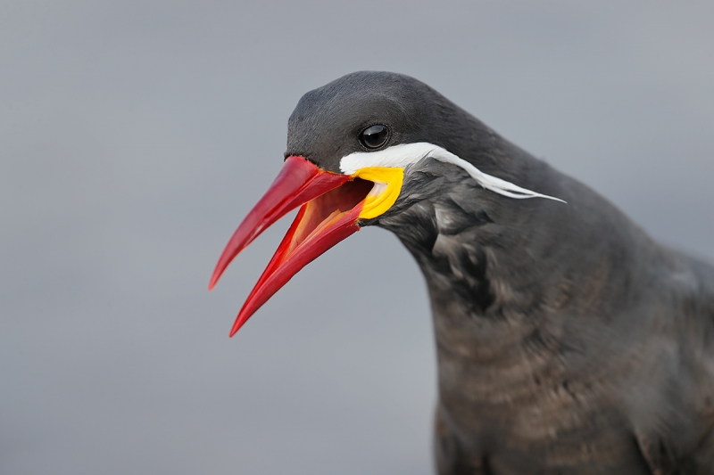 Inca-Tern-calling-_A0I4628-Lima,-Peru