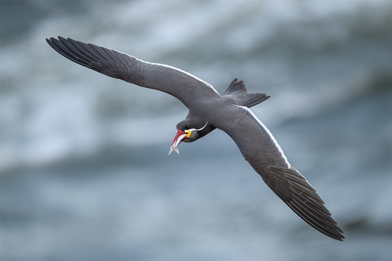 Inca-Tern-with-fish-dorsal-flight-_DSC9082-Cochoa,-Vina-del-Mar,-Chile