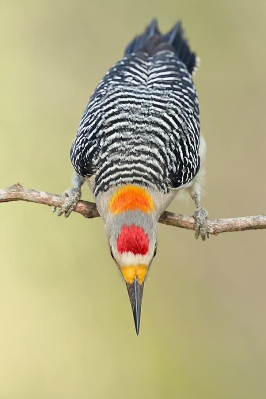 IndSircar-Golden_fronted_woodpecker_male