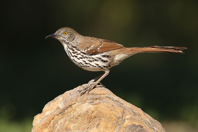 IndSircar-long-billed_thrasher