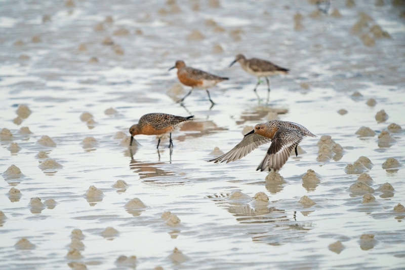 Jim-MIller-Red-Knots-1200-px-not-sharpened-Miller