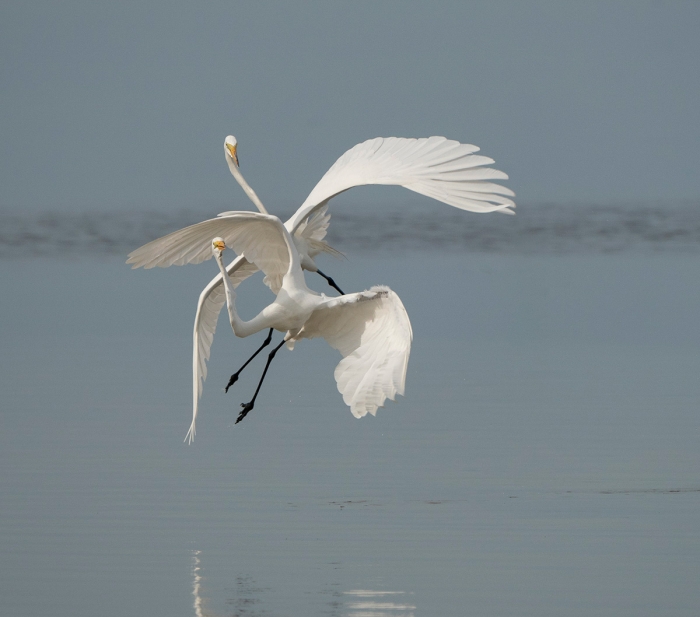 Jim-Miller-Great-Egrets-1200px-not-sharpened-Miller