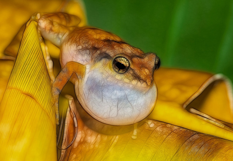 Johnstones-Whistling-Frog_5985-fractalius