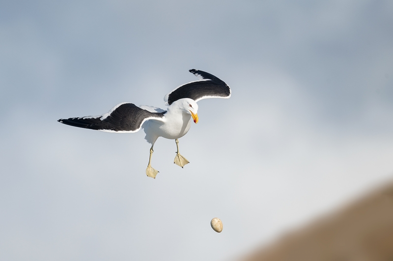 Kelp-Gull-dropping-rockhopper-egg-_MAI0983-The-Neck,-Saunders-Island,-Falklands