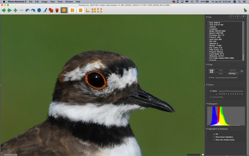 Killdeer-face-at-100-pct