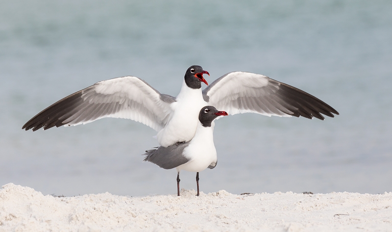 Laguhing-Gulls-copulating-_P3A8204-Fort-DeSoto-Park,-Tierra,-Verde,-FL