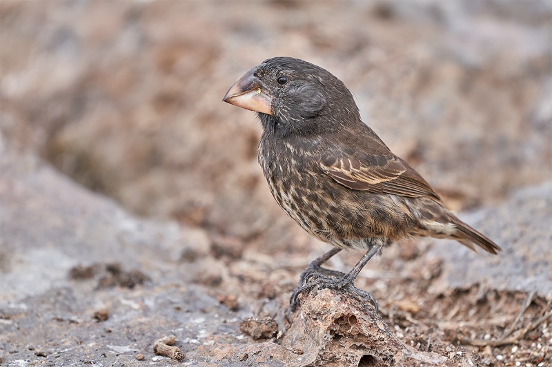 Large-billed-Ground-Finch-OPT-_A7R8244-Prince-Phillips-Steps-Tower-Island-Galapagos-1-1-1
