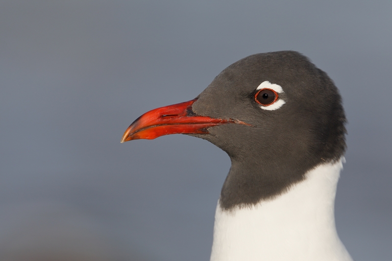 Laughing-Gull-breeding-plumage-head-portrait-_W5A4820-Fort-DeSoto-Park,-Tierra,-Verde,-FL