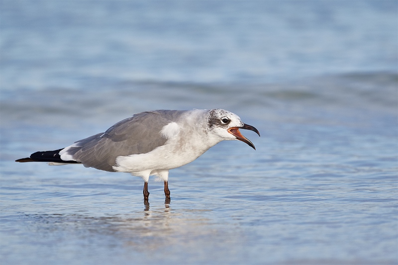 Laughing-Gull-calling-in-surf-_DSC7125-Fort-DeSoto-Park-FL-1