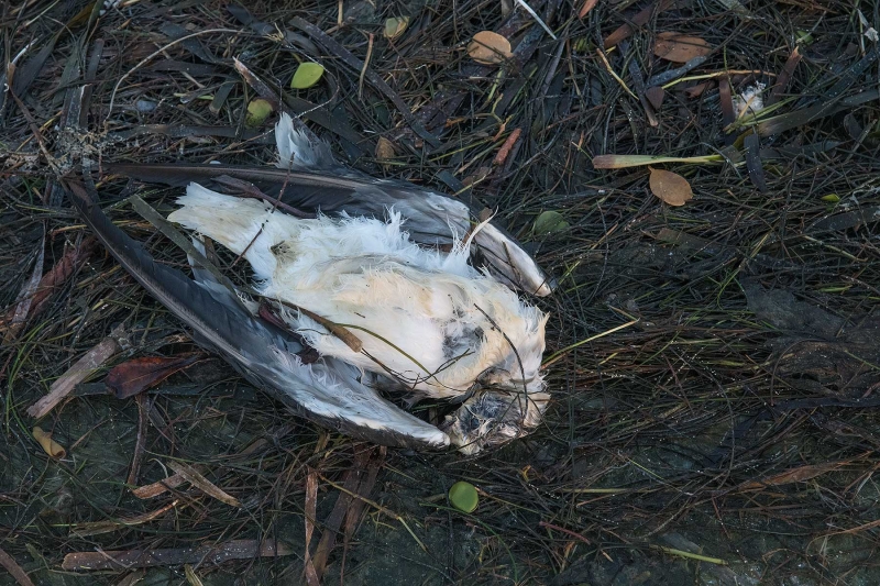 Laughing-Gull-dead-from-red-tide-_MAI7456Fort-DeSoto-Park,-Tierra-Verde,-FL