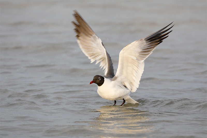 Laughing-Gull-flapping-after-bath