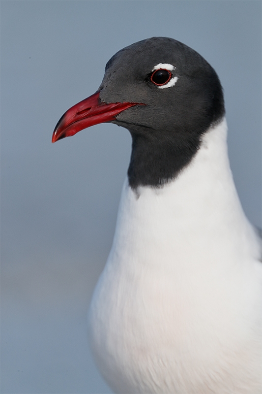 Laughing-Gull-head-and-neck-VERT-_A0I4225-Fort-DeSoto-Park,-Pinellas-County,-FL