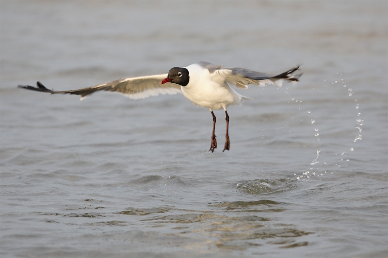 Laughing-Gull-jumping-after-bath-_P3A6736-Fort-DeSoto-Park-Tierra,-Verde,-FL