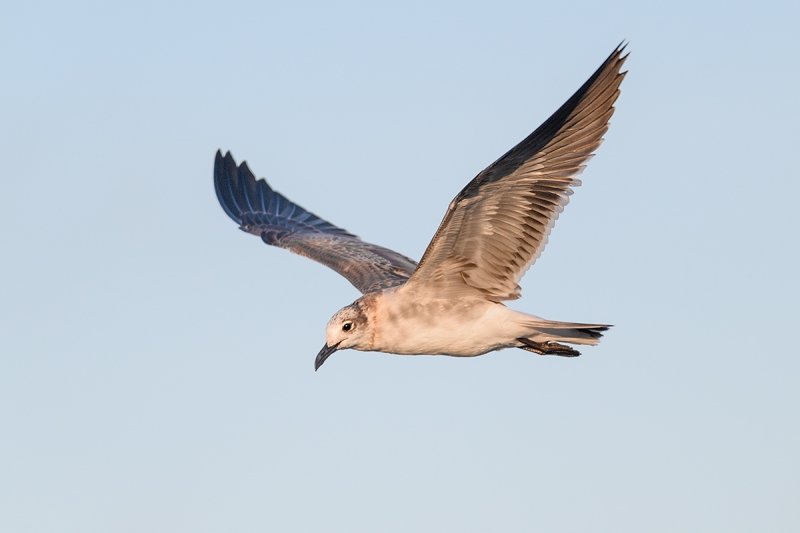 Laughing-Gull-juvenile-in-flght-_DSC5782Fort-DeSoto-Park,-Tierra-Verde,-FL