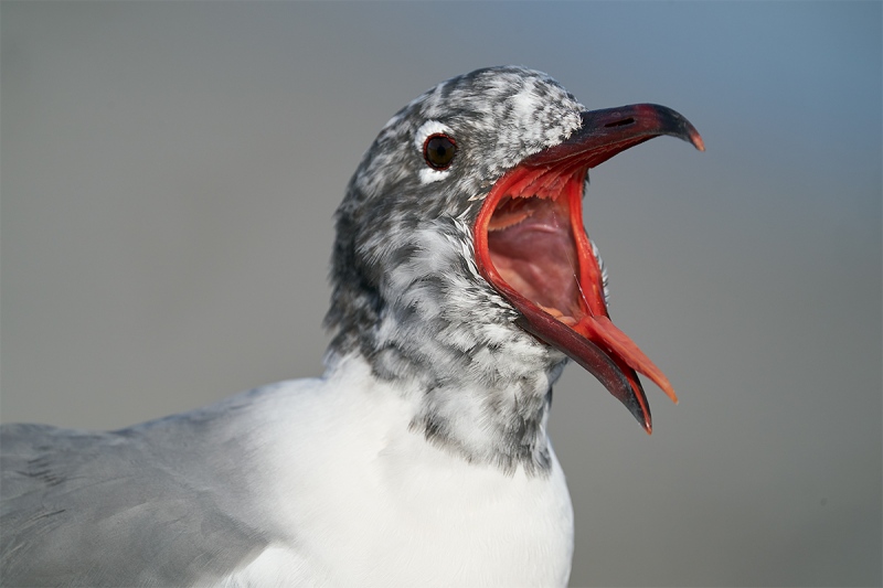 Laughing-Gull-moltiing-wide-yawn-_A926656-Fort-DeSoto-Park-FL-1