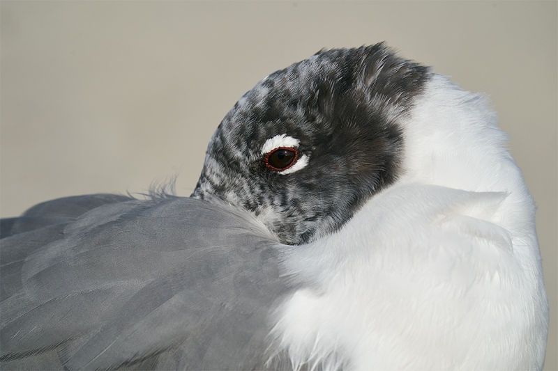 Laughing-Gull-molting-adult-resting-_A926483-Fort-DeSoto-Park-FL-1