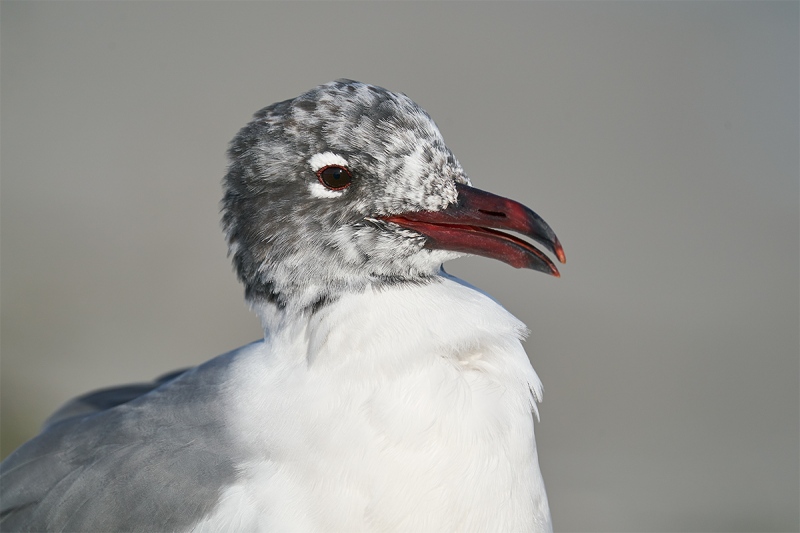 Laughing-Gull-molting-head-poorttrait-_A926582-Fort-DeSoto-Park-FL-1