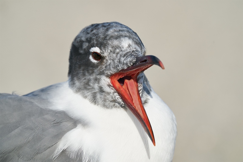 Laughing-Gull-molting-yawning-_A926556-Fort-DeSoto-Park-FL-1