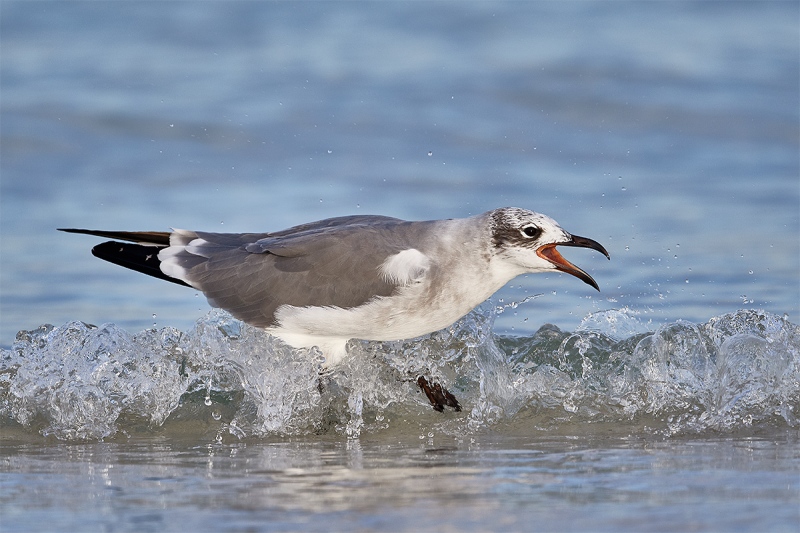 Laughing-Gull-screaming-in-surf-_DSC7130-Fort-DeSoto-Park-FL-1