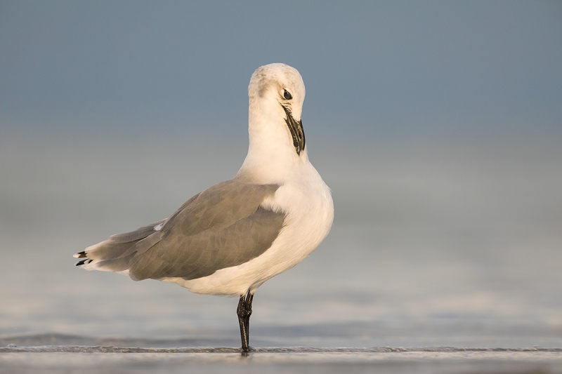 Laughing-Gull-winter-plumage-adult-preening-_28A2452--Fort-DeSoto-County-Park,-FL