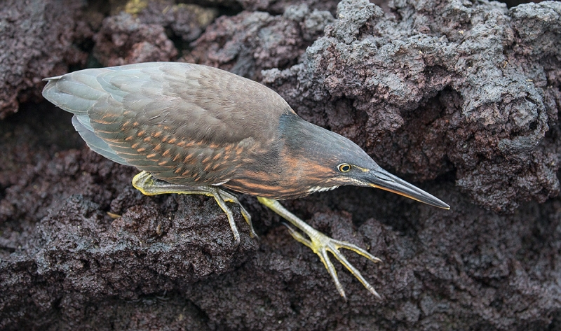 Lava-Heron-hunting-_P3A2373-Punta-Albemarle,-Isabela,--Galapagos,-Ecuador