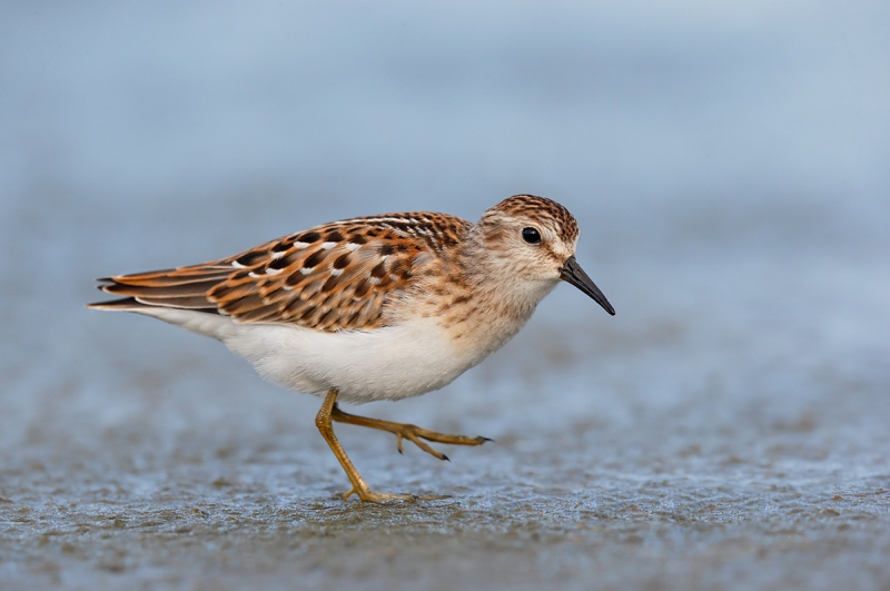 Least-Sandpiper-fresh-juvenal-plumage-_Y7O5546--East-Pond,-Jamaica-Bay-WR,-Queens,-NYA