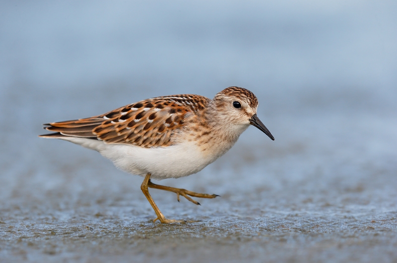 Least-Sandpiper-fresh-juvenal-plumage-_Y7O5546--East-Pond,-Jamaica-Bay-WR,-Queens,-NYA