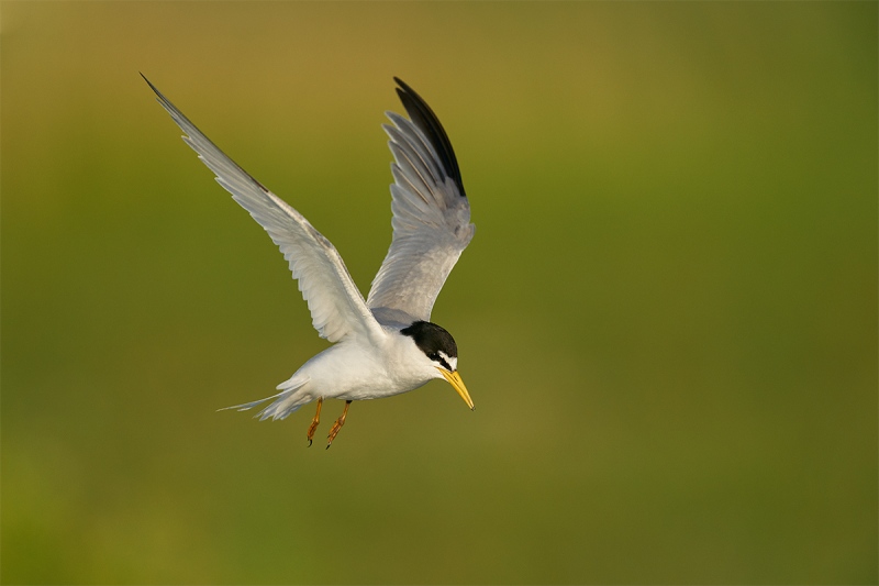 Least-Tern-coming-to-nest-scrape-_A9B0830-Fort-DeSoto-Parr-FL-1
