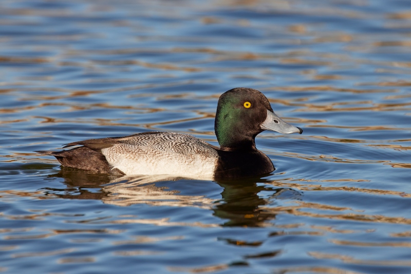 Lesser-Scaup-drake-_Q5A0342-Lakeland-FL-1