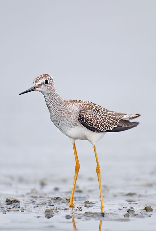 Lesser-Yellowlegs-juvenile-plumage-Robt_W3C3522---East-Pond,-Jamaica-Bay-Wildlife-Refuge,-Queens,-NY