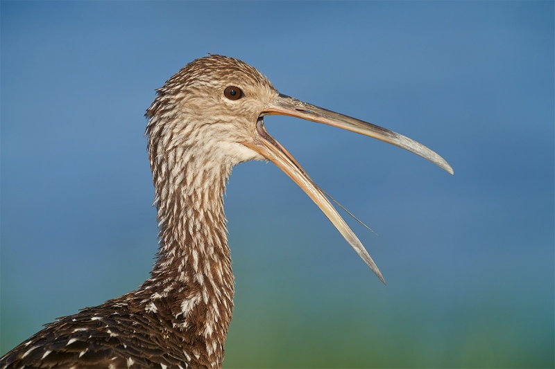 Limpkin-calling-_7R47077-Indian-Lake-Estates-FL-1