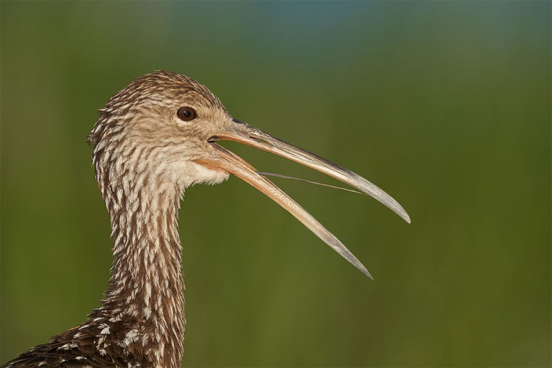 Limpkin-calling-_7R47119-Indian-Lake-Estates-FL-1